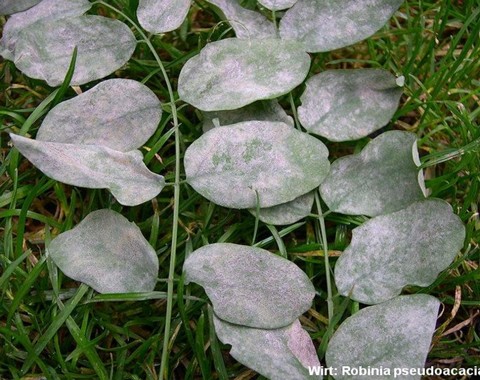 Erysiphe_pseudoacaciae Erysiphe pseudoacaciae (Marchenko 1979) U. Braun & S. Takamatsu 2000 Wirt: Robinia pseudoacacia - Robinie Bemerkungen: Erysiphe pseudoacaciae kommt recht selten...